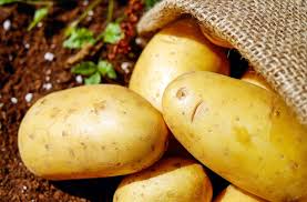 Semina patate